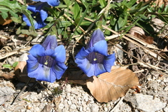 Gentiana clusii
