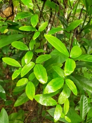 Tetrastigma formosanum