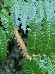 Alsophila loheri