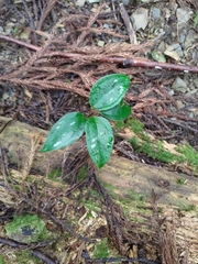 Smilax lanceifolia