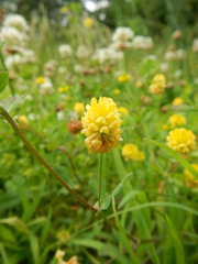 Trifolium campestre