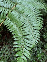 Alsophila loheri