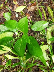 Dendrocnide meyeniana