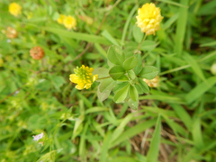 Trifolium campestre