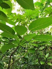 Dendrocnide meyeniana