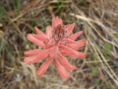 Sacoila lanceolata
