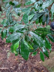 Magnolia compressa