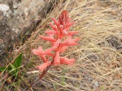 Sacoila lanceolata
