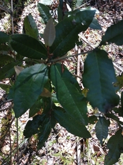 Aextoxicon punctatum