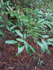 Cinnamomum subavenium