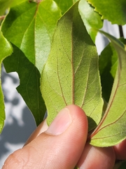 Dovyalis hebecarpa