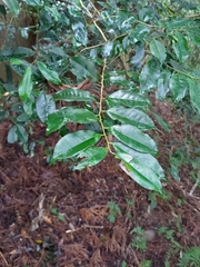 Ilex ficoidea