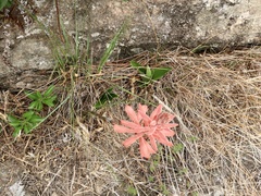 Sacoila lanceolata