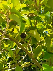 Dovyalis hebecarpa
