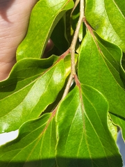 Dovyalis hebecarpa