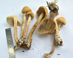 Agrocybe