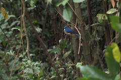 Tarsiger rufilatus
