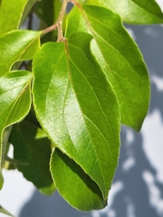 Dovyalis hebecarpa
