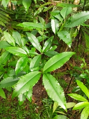 Ardisia virens