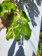 Dovyalis hebecarpa