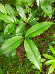 Ardisia virens