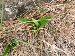 Sacoila lanceolata