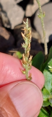 Plantago australis