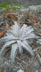 Dyckia