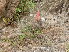 Sacoila lanceolata