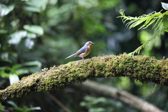 Cyornis whitei