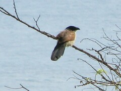 Centropus superciliosus burchellii