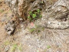 Sacoila lanceolata