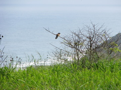 Centropus superciliosus burchellii