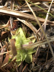 Pinguicula pumila