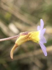 Pinguicula pumila