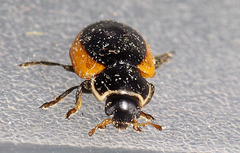 Ceratomegilla rufocincta