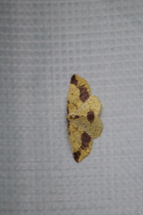 Periclina apricaria