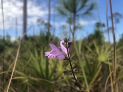 Physostegia purpurea