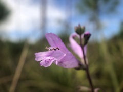 Physostegia purpurea