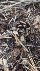 Strobilurus stephanocystis