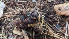 Strobilurus stephanocystis