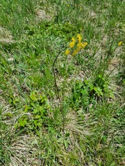 Crepis praemorsa