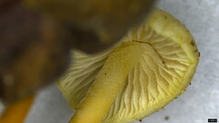 Strobilurus stephanocystis