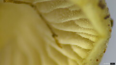 Strobilurus stephanocystis