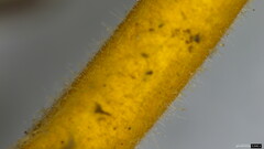 Strobilurus stephanocystis