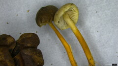 Strobilurus stephanocystis