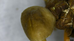 Strobilurus stephanocystis