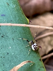 Araneae