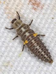 Aphidecta obliterata