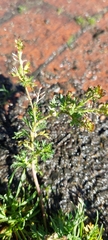 Lepidium bipinnatifidum
